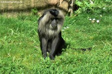 Bartaffe oder Wanderu (Macaca silenus) im Zoo Köln