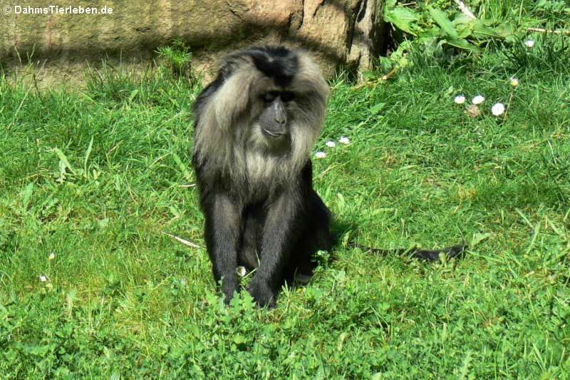 Bartaffe (Macaca silenus)