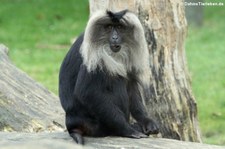 Bartaffe oder Wanderu (Macaca silenus) im Zoo Köln