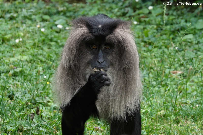 Bartaffe (Macaca silenus)