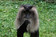 Bartaffe oder Wanderu (Macaca silenus) im Zoo Köln