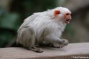 Mico argentatus