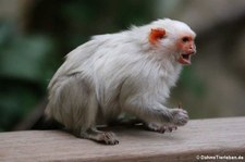 Silberäffchen (Mico argentatus) im Kölner Zoo