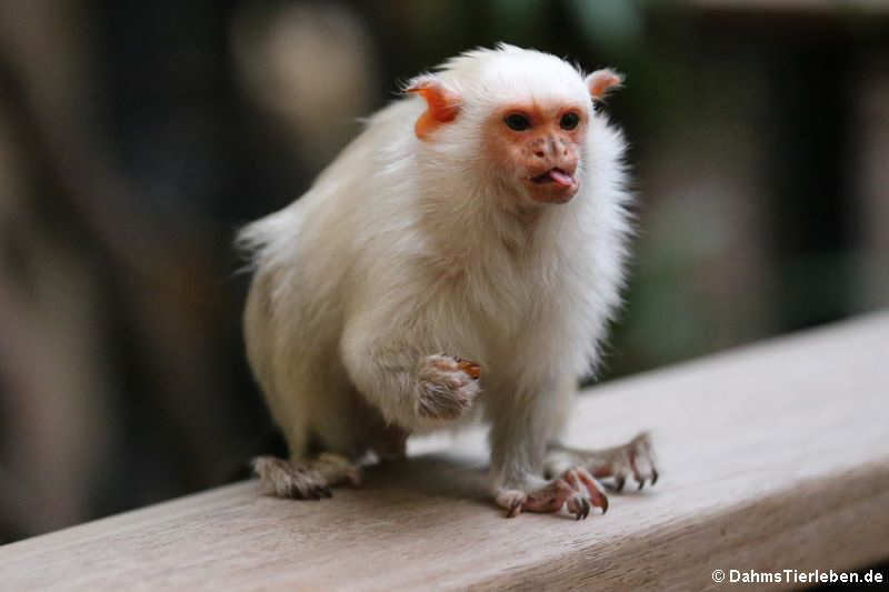 Silberäffchen (Mico argentatus)