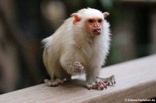 Silberäffchen (Mico argentatus) im Kölner Zoo