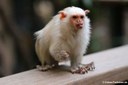 Mico argentatus