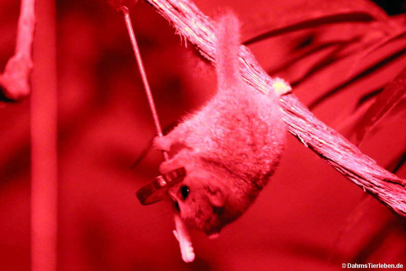 Microcebus lehilahytsara-1