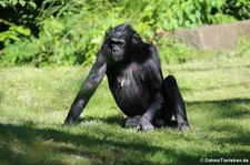 Bonobos (Pan paniscus) im Kölner Zoo