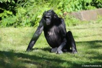 Bonobo