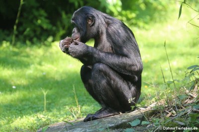 Bonobos (Pan paniscus)