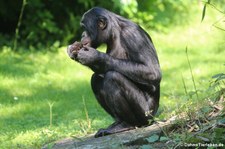 Bonobos (Pan paniscus) im Kölner Zoo