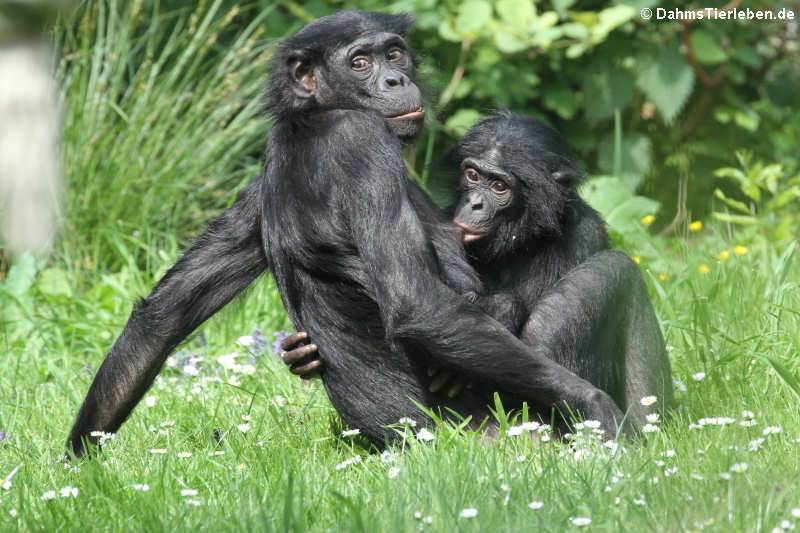 Bonobos (Pan paniscus)