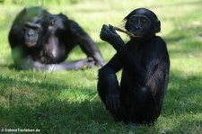 Bonobos (Pan paniscus) im Kölner Zoo