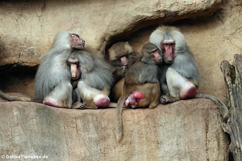 Mantelpaviane auf dem Affenfelsen