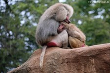 Mantelpavian (Papio hamadryas) im Zoo Köln