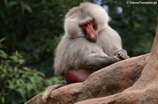 Mantelpavian (Papio hamadryas) im Zoo Köln