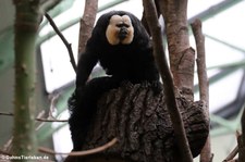 Weißkopfsaki (Pithecia pithecia) im Kölner Zoo