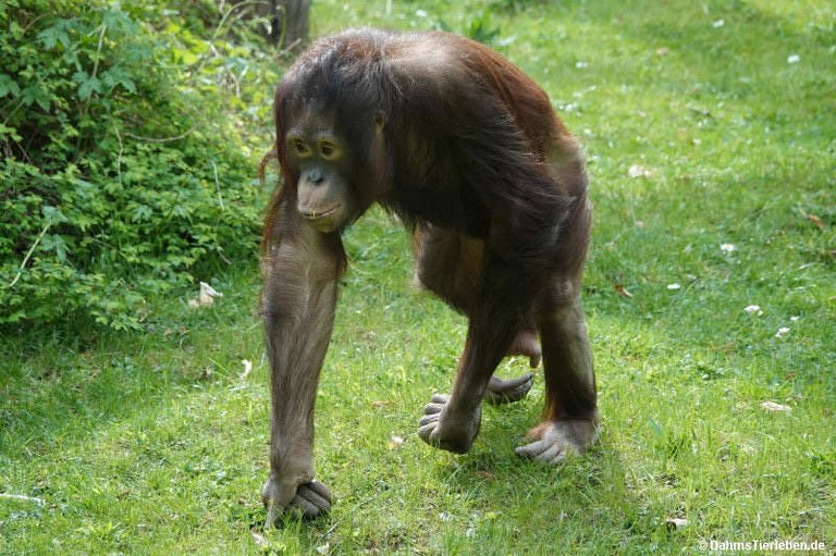 Pongo pygmaeus