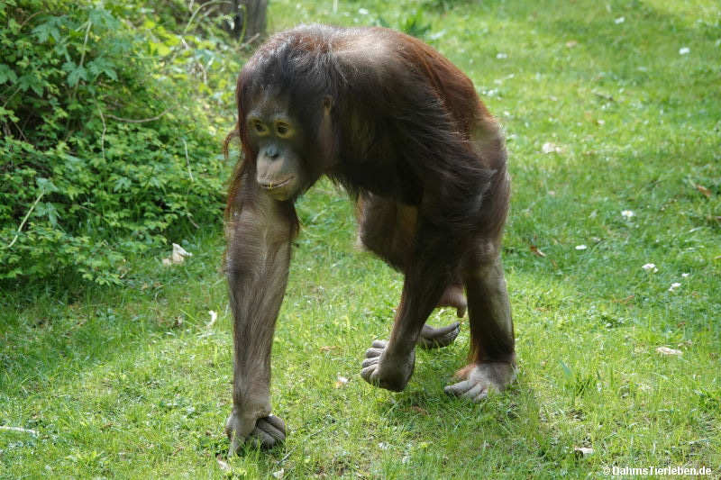 Pongo pygmaeus