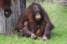 Borneo Orang-Utan (Pongo pygmaeus) im Kölner Zoo