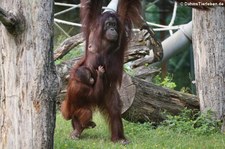 Borneo Orang-Utans (Pongo pygmaeus) im Kölner Zoo