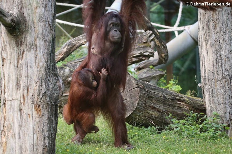 Pongo pygmaeus