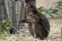 Prolemur simus