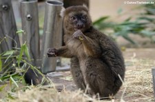 Großer Bambuslemur (Prolemur simus) im Kölner Zoo