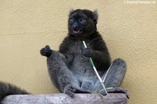 Großer Bambuslemur (Prolemur simus) im Kölner Zoo