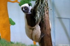 Coquerel-Sifaka (Propithecus coquereli) im Kölner Zoo