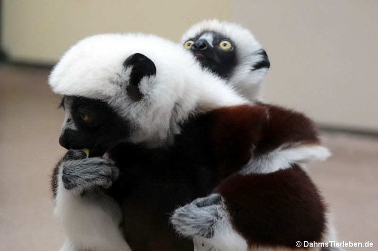 Propithecus coquereli