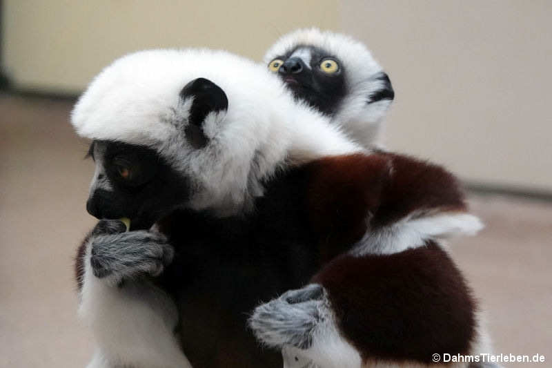 Propithecus coquereli-1