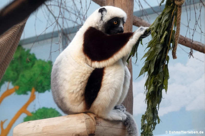 Coquerel-Sifaka (Propithecus coquereli)