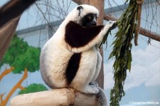 Coquerel-Sifaka (Propithecus coquereli) im Kölner Zoo