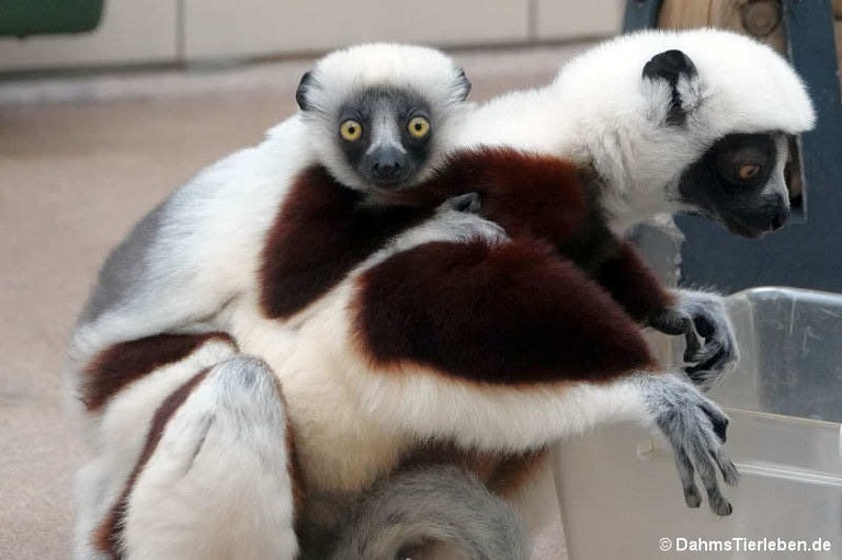 Propithecus coquereli