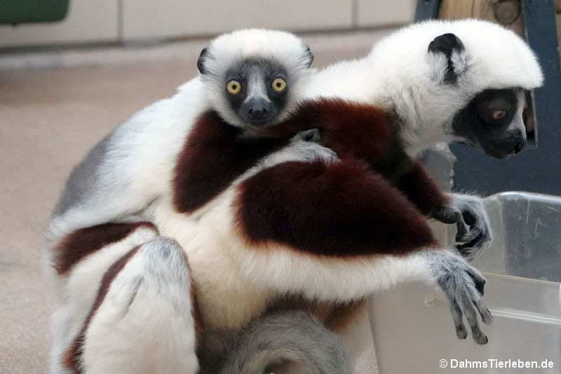 Propithecus coquereli