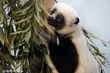 Coquerel-Sifaka (Propithecus coquereli) im Kölner Zoo