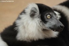 Gürtelvari (Varecia varecia subcincta) im Kölner Zoo