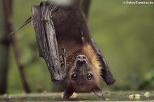 Hinterindischer Flughund (Pteropus lylei) im Kölner Zoo