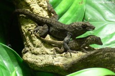 Martinique Anolis (Anolis roquet) im Zoo Köln