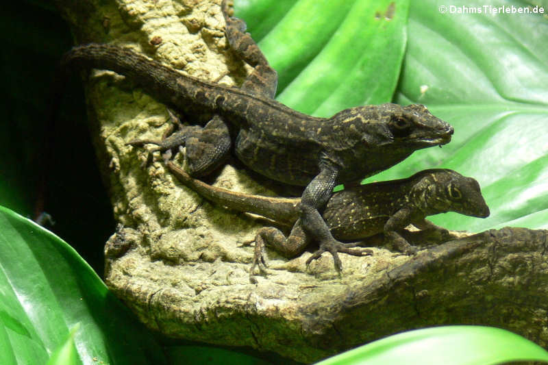 Anolis roquet