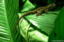 Martinique Anolis (Anolis roquet) im Zoo Köln