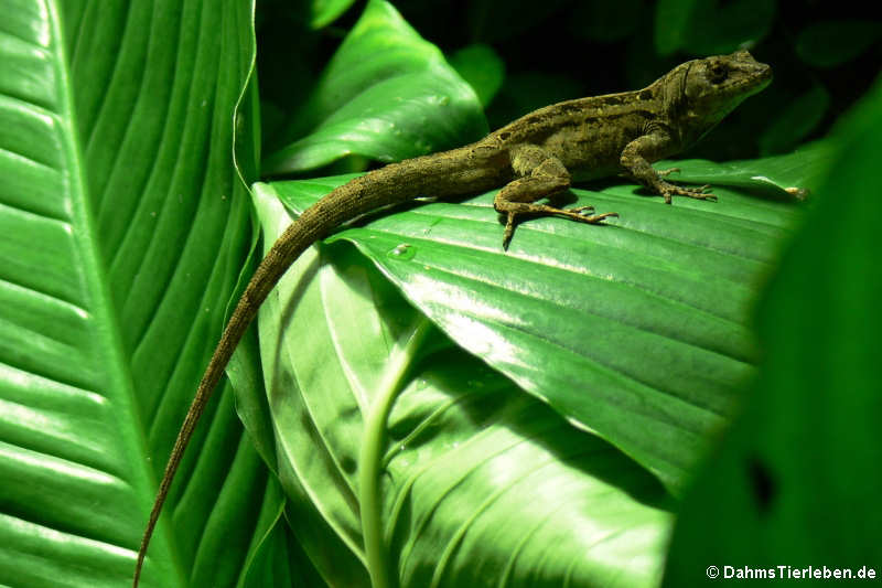 Martinique-Anolis Anolis roquet-2