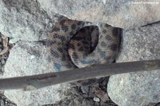 Fleckenpython (Antaresia maculosa) im Kölner Zoo