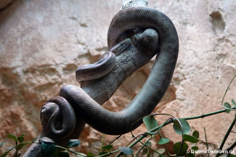 Stimson-Python (Antaresia stimsoni)