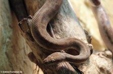 Stimson-Python (Antaresia stimsoni) im Kölner Zoo