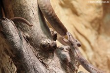 Stimson-Python (Antaresia stimsoni) im Kölner Zoo