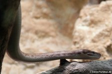 Stimson-Python (Antaresia stimsoni) im Kölner Zoo