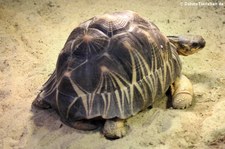 Strahlenschildkröte (Astrochelys radiata) im Kölner Zoo