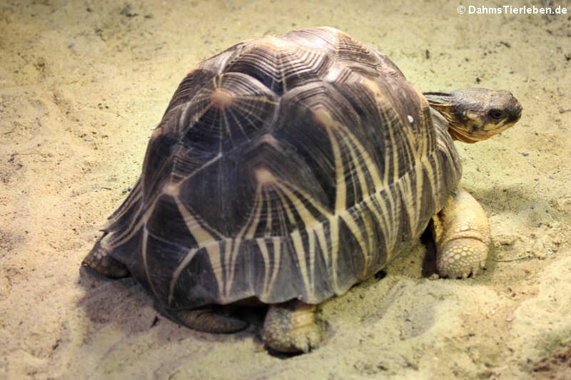 Strahlenschildkröte (Astrochelys radiata)